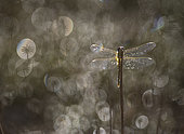 Dragonfly covered with dew at dawn