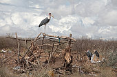 Marabou stork (Leptoptilos crumenifer) in a discharge, Ethiopia