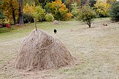 Old-style haystack in the park of Madame Elisabeth domain in Versailles, France