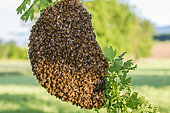 Swarm of bees, bees gather in clusters around the queen, Canton of Geneva, Switzerland