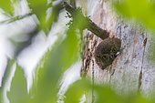 Eurasian Pygmy Owl (Glaucidium passerinum) female adult cleaning nest, Jura, Switzerland