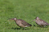 Bar-tailed Godwit (Limosa lapponica) feeding on the ground in the Parc des Eaux-Vives in Geneva, Switzerland