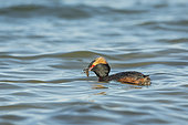 Black-necked Grebe (Podiceps nigricollis) eating on water, Iceland
