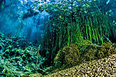 Eurasian minnow (Phoxinus phoxinus) and aquatic vegetation, Buèges spring, Occitania, France
