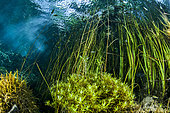 Eurasian minnow (Phoxinus phoxinus) and aquatic vegetation, Buèges spring, Occitania, France