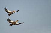 Egyptian geeses (Alopochen aegyptiacus) in flight, Sauer Delta Nature Reserve, Rhine Border, Munchhausen, Alsace, France