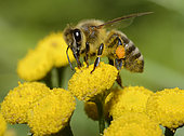 Honey bee (Apis mellifera) on Common tansy (Tanacetum vulgare), Northern Vosges Regional Nature Park, France