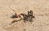 Rufous ant (Formica rufa) neutralizing a wolf-spider, Northern Vosges Regional Nature Park, France
