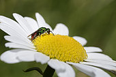 Gold wasp (Hedychrum nobile) male on Daisy, Northern Vosges Regional Nature Park, France