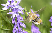 Narrow-bordered Bee Hawk-moth (Hemaris tityus) on Vetch grass (Vicia sp), Northern Vosges Regional Nature Park, France