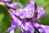 Cuckoo bee (Nomada alboguttata) on Tufted Vetch (Vica cracca), Natural Park of the Vosges du Nord, France