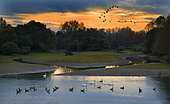 Wild Geese Migration (Anser anser), Sauer Delta Nature Reserve, Rhine Border, Munchhausen, Alsace, France