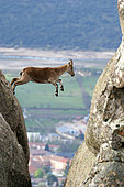 Spanish ibex (Capra pyrenaica), jump between two cliffs, Guadarrama National Park, Spain