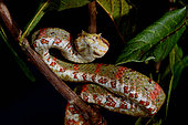 Eyelash pit viper (Bothriechis schlegelii), From Belize to Peru