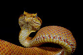 Portrait of Eyelash pit viper (Bothriechis schlegelii), From Belize to Peru