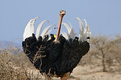 African ostrich (Struthio camelus camelus), introduced substitute subspecies, Male, defensive behavior, Saudi Arabia