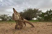 Persian goitered gazelle (Gazella sugutturosa) skull, Saudi Arabia