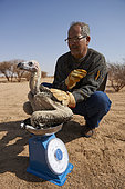 Vautour oricou (Trogos tracheliotus) pesée d'un poussin à Mahazat as-Sayd, Plateau du Nedj, Arabie Saoudite