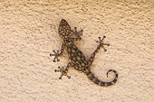 Fan-footed Gecko (Ptyodactylus hasselquistii), Saudi Arabia
