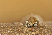 Arabian skittering frog (Euphlyctis ehrenbergii) at the edge of water, Saudi Arabia
