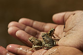 Arabian skittering frog (Euphlyctis ehrenbergii) in child's hand, Saudi Arabia