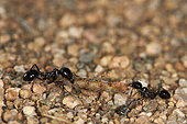 Desert Giant Ant (Camponotus xerxes) carrying food, Saudi Arabia