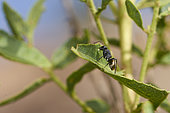 Golden tailed ant (Camponotus sericeus), Saudi Arabia