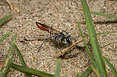 Sand Wasp (Podalonia tydei) carrying a twig, Saudi Arabia