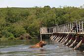 Photographer and camera immersed in front of a Kamchatka Bear (Ursus arctos beringianus) - Lake Kourile, Kamchatka, Russia