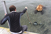 Photographer and camera immersed in front of a Kamchatka Bear (Ursus arctos beringianus) - Lake Kourile, Kamchatka, Russia