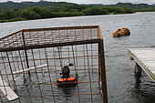 Photographer in a submerged protection cage and Kamtchatka bear (Ursus arctos beringianus) - Lake Kourile, Kamchatka, Russia