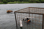 Photographer in a submerged protection cage and Kamtchatka bear (Ursus arctos beringianus) - Lake Kourile, Kamchatka, Russia