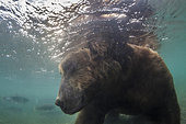 Bear of Kamchatka (Ursus arctos beringianus) underwater - Kourile Lake, Kamchatka, Russia