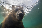 Bear of Kamchatka (Ursus arctos beringianus) underwater - Kourile Lake, Kamchatka, Russia