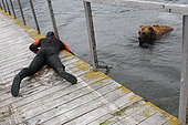 Photographer and camera immersed in front of a Kamchatka Bear (Ursus arctos beringianus) - Lake Kourile, Kamchatka, Russia
