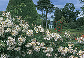 Rose Garden of Bagatelle, Creation Jean-Claude-Nicolas Forestier (1861-1930), Paris, Ile-de-France, France