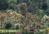 Rose Garden of Bagatelle, Creation Jean-Claude-Nicolas Forestier (1861-1930), Paris, Ile-de-France, France
