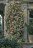 Rose 'Kiftsgate' (Rosa filipes 'Kiftsgate'), the largest rose bush in England, Kiftsgate Court, Chipping Campden, Gloucestershire, England