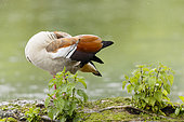 Egyptian Goose (Alopochen aegyptiaca) at the edge of the water, Alsace, France