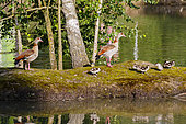 Egyptian Goose family (Alopochen aegyptiaca) at the edge of the water, Alsace, France