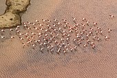 Rosy Greater Flamingo (Phoenicopterus ruber roseus) in flight, Bahìa de Cadiz, Spain