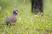 Red-legged Partridge (Alectoris rufa) in grass, Andujar Natural Park, Jaen, Spain