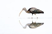 Glossy ibis (Plegadis falcinellus) and reflection, Ciudad real, Spain