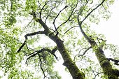 Chêne pédonculé (Quercus robur), Sierra Madrona, Ciudad real, Espagne