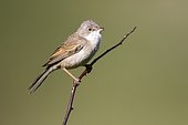 Common Whitethroat (Sylvia communis) on a branch, Guadarrama National Park, Spain