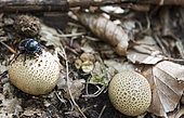 Dung beetle (Geotrupes sp) on a Puffball (Lycoperdon molle) in summer, Lorraine, France