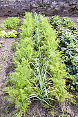 Carrots and leeks in a kitchen garden in summer, Lorraine, France