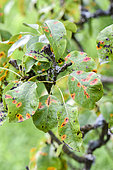 Rouille grillagée du poirier (Gymnosporangium fuscum) sur feuille de poirier en été, Lorraine, France