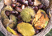 Basket of Sweet Chestnuts, Moselle, France