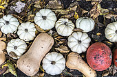 Squash "Baby boo", butternut and pumpkins on bed of autumn leaves, Germany